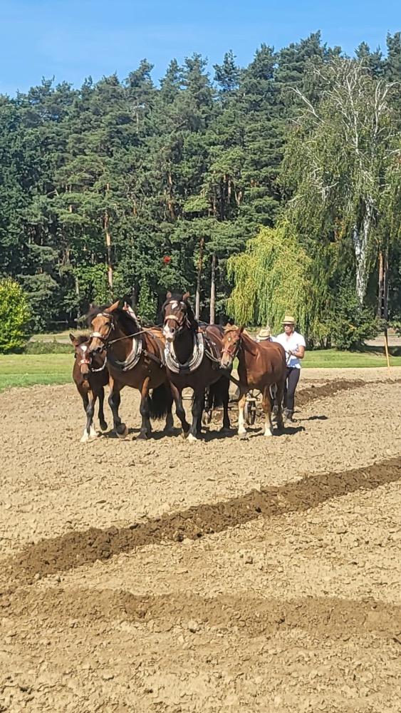 Dekorativní obrázek