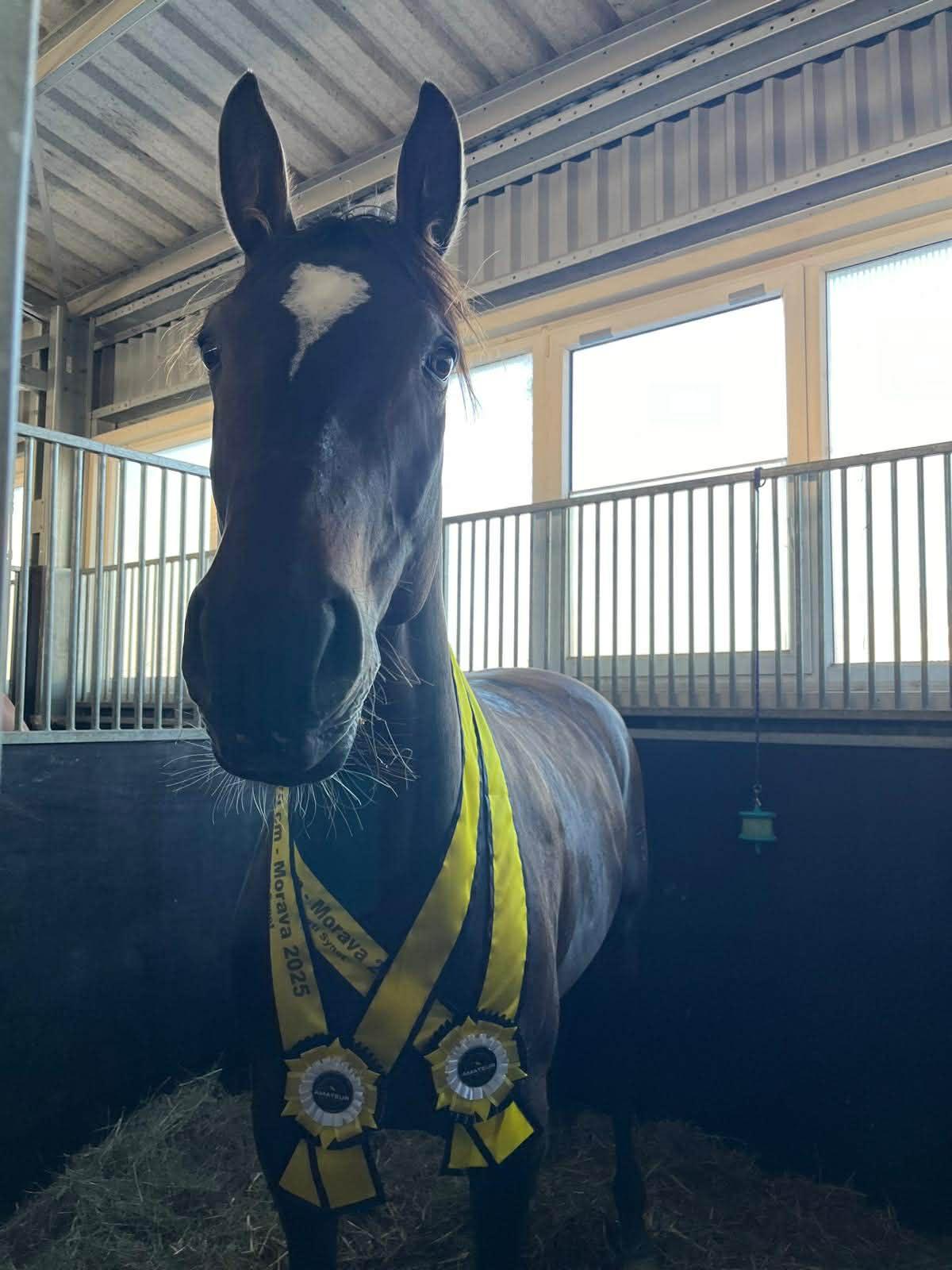 Dekorativní obrázek